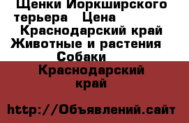 Щенки Йоркширского терьера › Цена ­ 10 000 - Краснодарский край Животные и растения » Собаки   . Краснодарский край